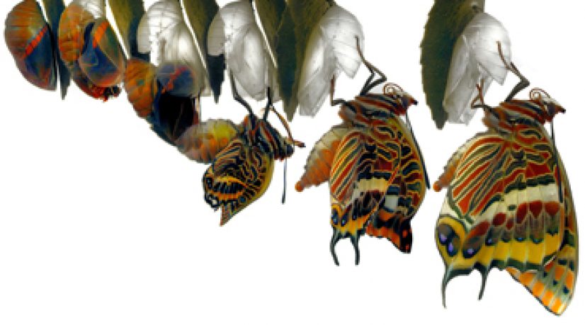 Stratégie - Industrie