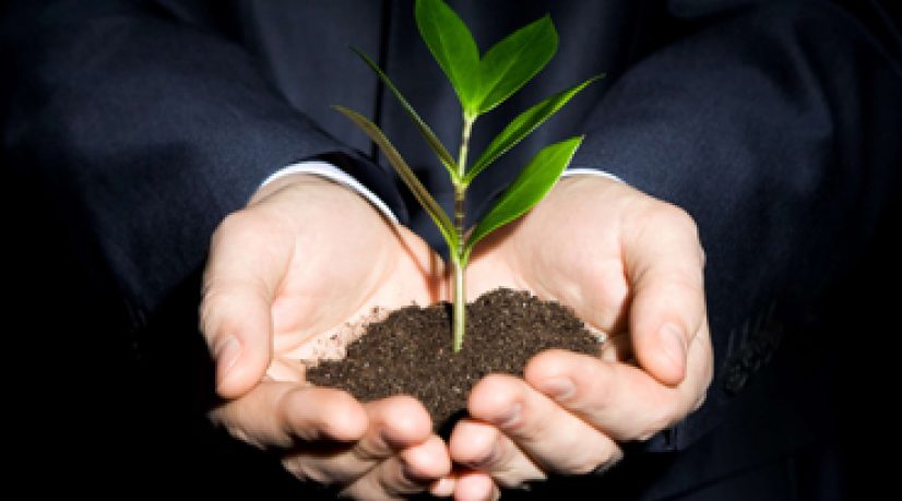 Un plante dans les mains d'une personne