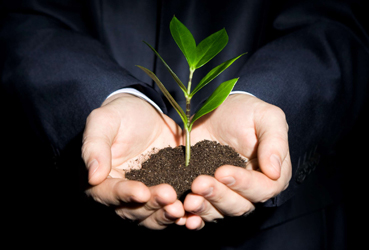 Un plante dans les mains d'une personne