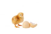 Poussin et coquille