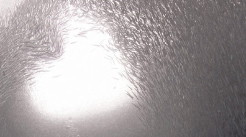 dossier-site-de-rencontre