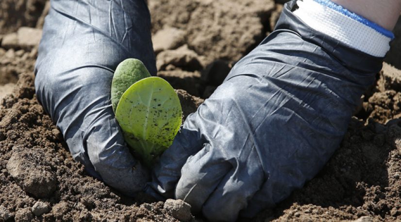Agriculture périurbaine, le mythe de la ceinture maraîchère francilienne