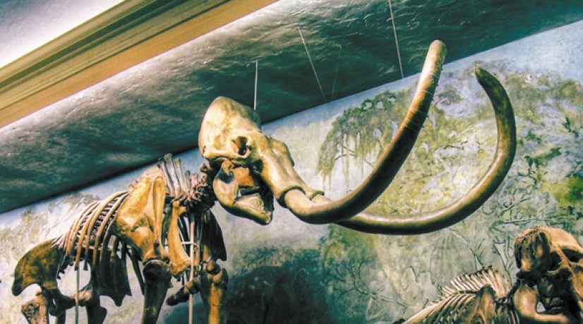 Fonction publique et fonctionnaires : les lois de l'évolution