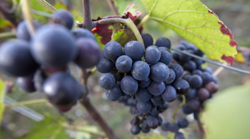 Se former aux métiers de la vigne et du vin