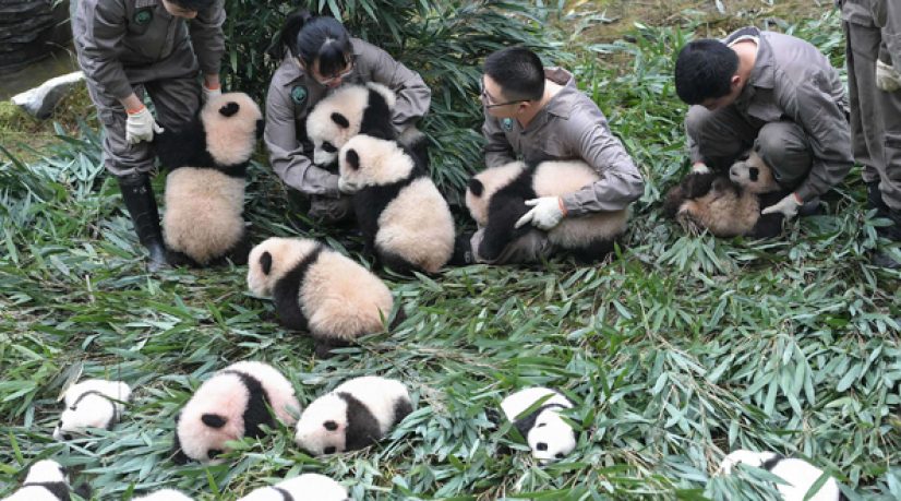 En Chine, Internet au secours des animaux sauvages menacés