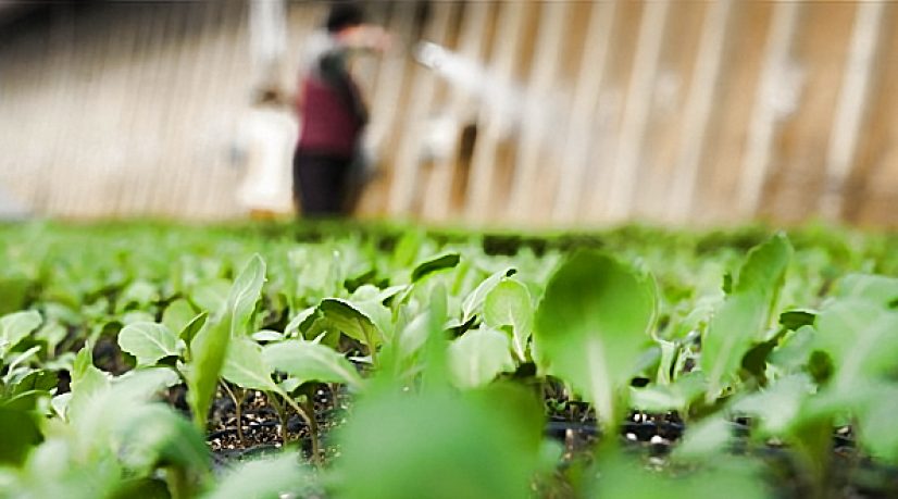 Pourquoi la Chine a besoin de plus grandes fermes