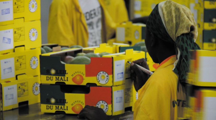 Avec le développement d’agro-pôles, ATI entend valoriser la filière agro-alimentaire. Ici SCS, premier exportateur de mangues du pays