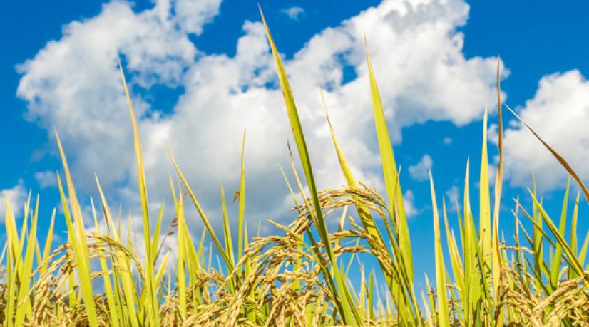 Agriculture dans les Yvelines, ou comment innover pour préserver l’héritage agricole