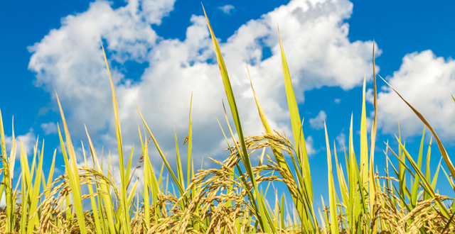 Agriculture dans les Yvelines, ou comment innover pour préserver l’héritage agricole