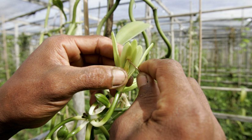 Le coût caché du boom de la vanille à Madagascar