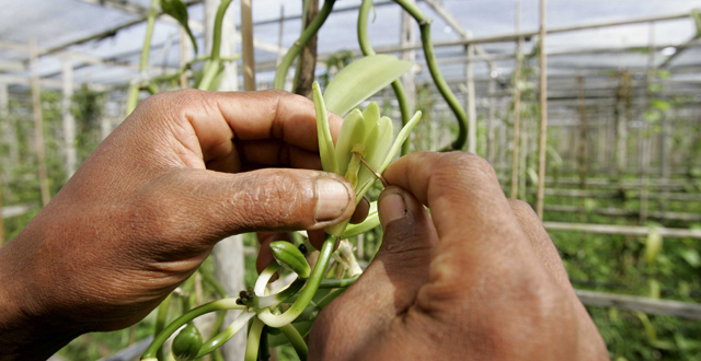 Le coût caché du boom de la vanille à Madagascar