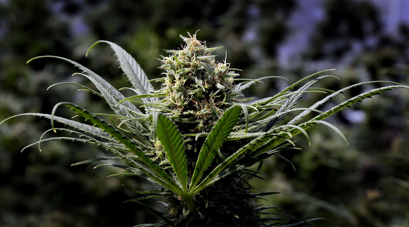 La bourse aime le cannabis