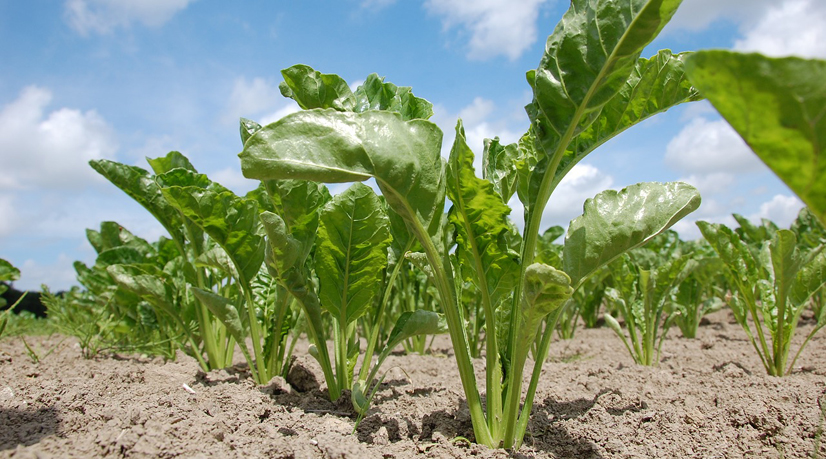 2 janvier 1812, Napoléon impose la betterave sucrière