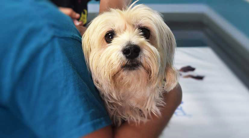 Assurance chien : la solution pour financer les frais vétérinaires