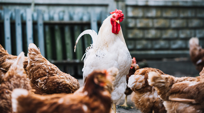 Comment le poulet est devenu la viande préférée des riches