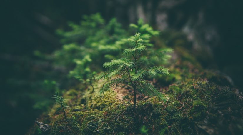Le Val d’Oise crée une forêt ex nihilo pour le Grand Paris