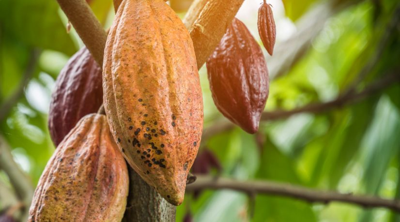 Beaucoup d’économies africaines se portent bien