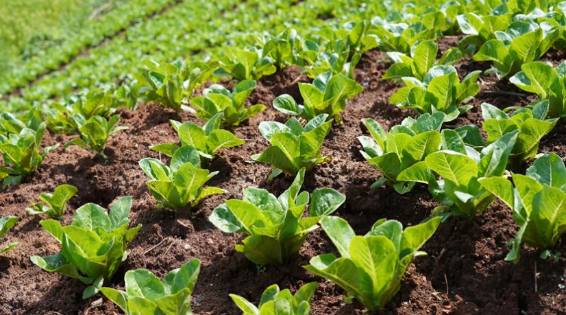 La Seine-Saint-Denis capitalise sur les projets d’agriculture urbaine