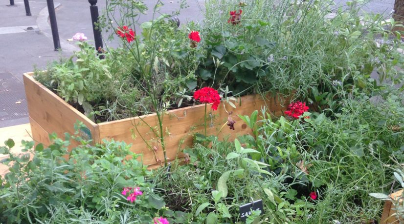 Permis de végétaliser, permis de débitumer, la nature fait son chemin à Paris