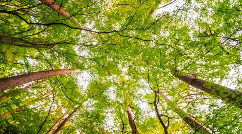 Un réservoir écologique d'1,5 hectare a été renové au cœur d'Epinay-sur-Seine