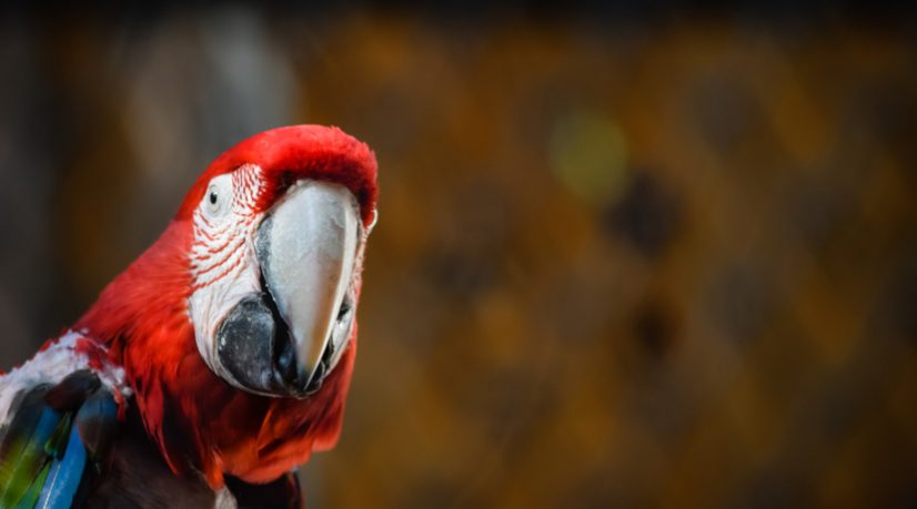 Parrot World accueille la faune d'Amérique du Sud à 40 km de Paris