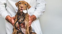 Réduire vos frais vétérinaires avec l’assurance pour animaux