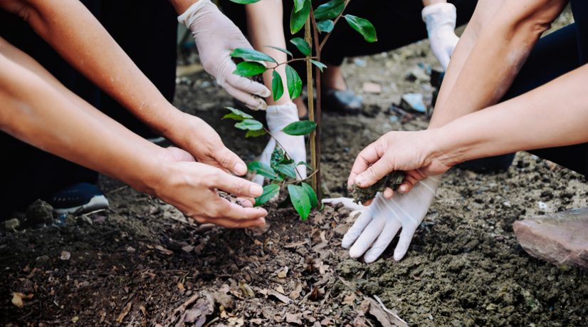 Politique de l'arbre en Seine-Saint-Denis