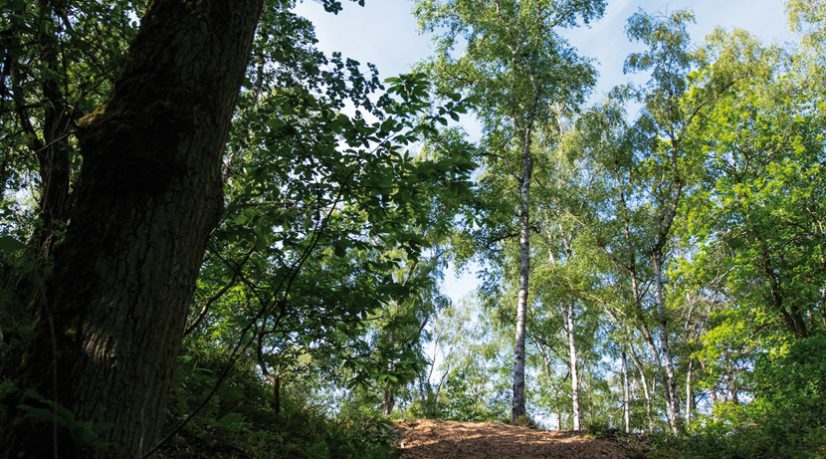 Une nouvelle forêt publique en Essonne