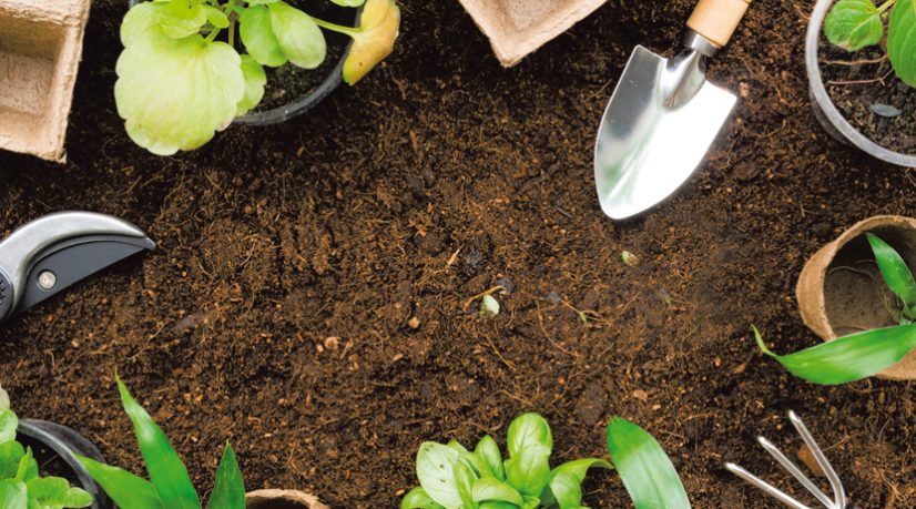 Végétalisation, et Palaiseau devint plus verte