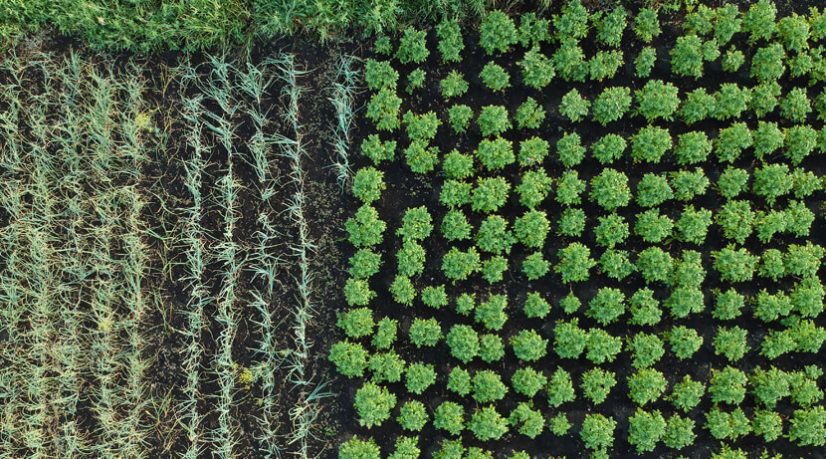 Les exploitants agricoles tentent de s’adapter au dérèglement climatique