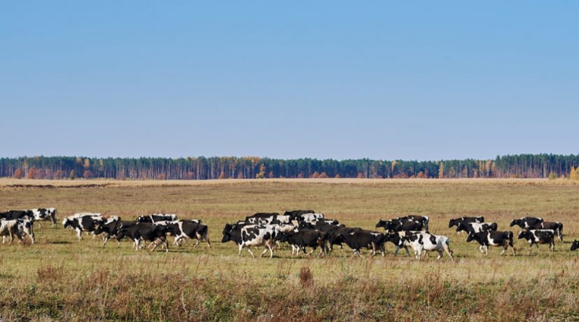 Le changement climatique menace l’industrie mondiale de la viande