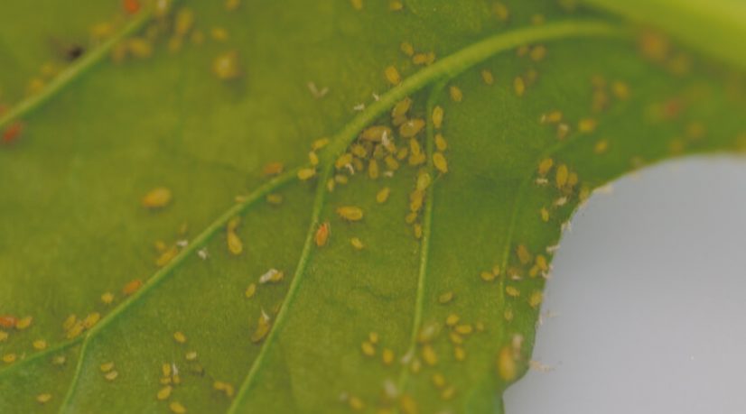 A la recherche de substituts aux néonicotinoïdes pour la betterave