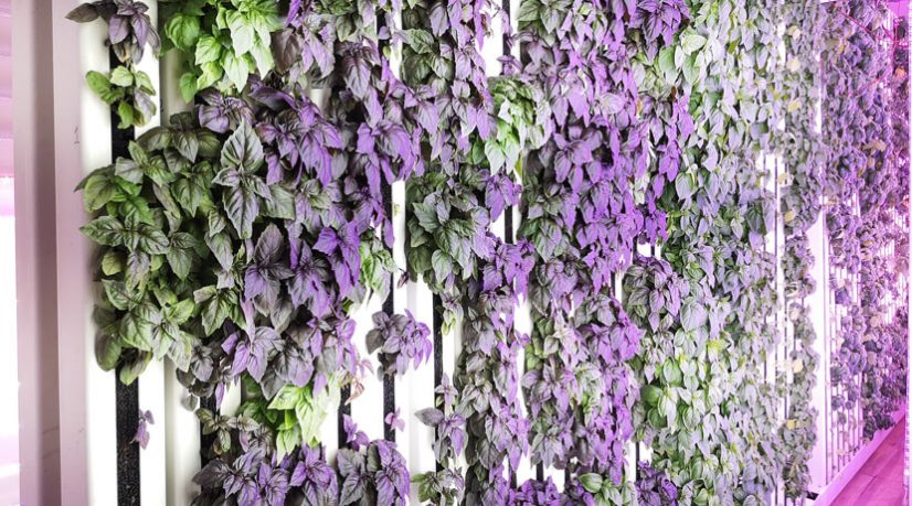 Champerché mise sur l'agriculture verticale