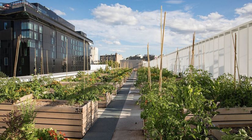 Nature Urbaine loue des parcelles cultivables aux Parisiens