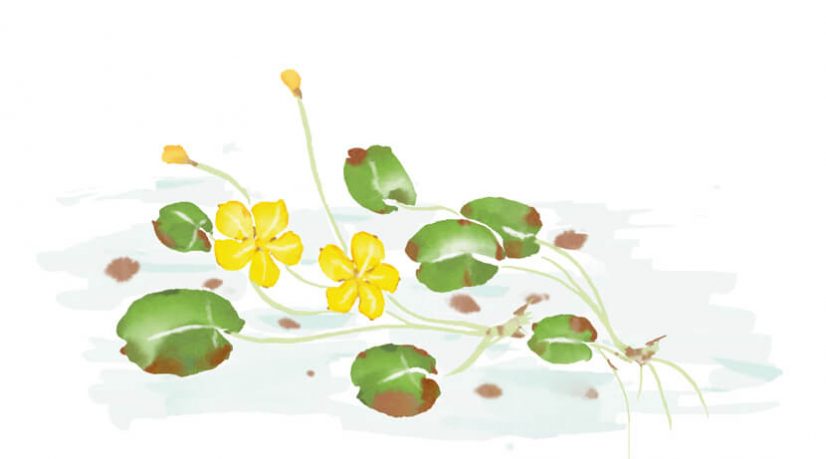 Propos sur la racine des légumes, par Hong Zicheng