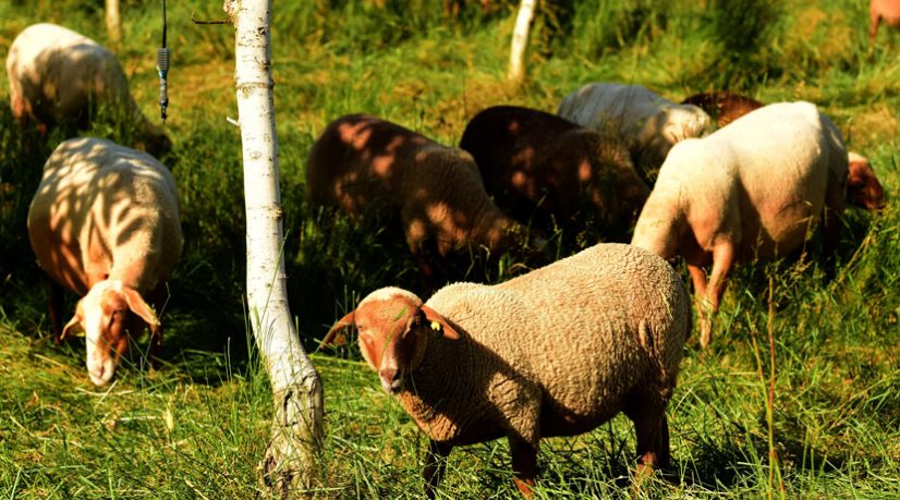 L'éco-pâturage pour entretenir les espaces verts de Seine-et-Marne