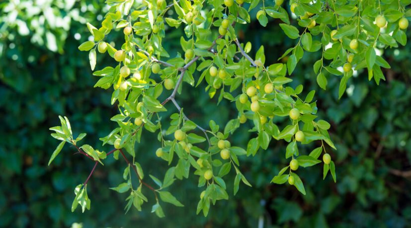 Le secret des fleurs de jujubier