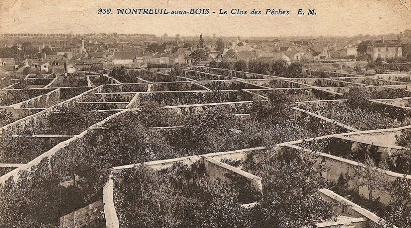 Une consultation et des états généraux pour l'alimentation et l'agriculture urbaine à Montreuil