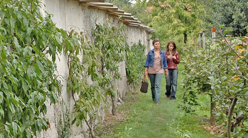 1,5 million d’euros pour les murs à pêches de Montreuil
