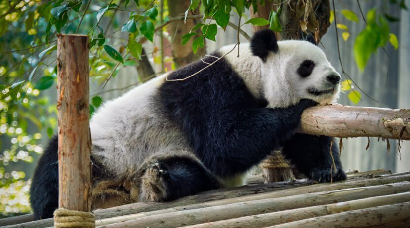 Tang Ping, une contre-culture chinoise