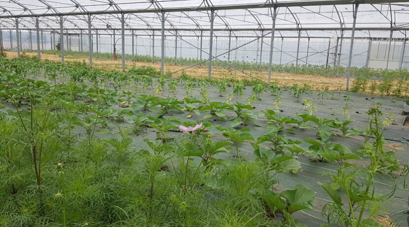 La ferme-école Graines d'Avenir propose des formations à des jeunes en décrochage scolaire