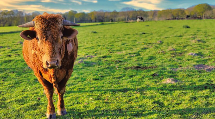 Quand la foodtech et le végétarisme gagne l’estomac des Chinois