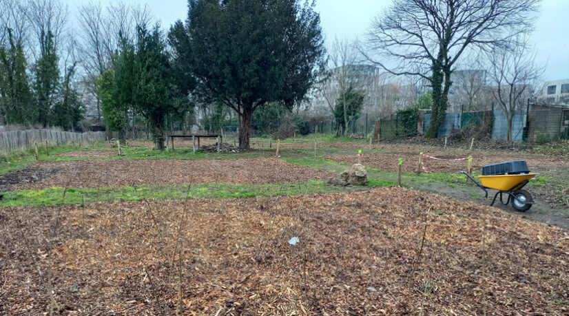 Les arbres de la promenade des Hauteurs poussent à Montreuil