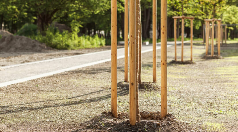 Le Val-de-Marne muscle son “Plan 50 000 arbres”