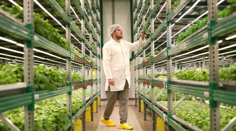 Agriculture verticale, du laboratoire à l’industrialisation