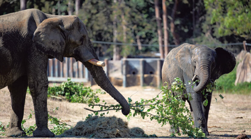 Deux millions d’euros pour le méthaniseur du zoo de Thoiry