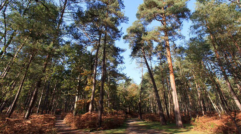 Le massif de Fontainebleau prépare l’avenir