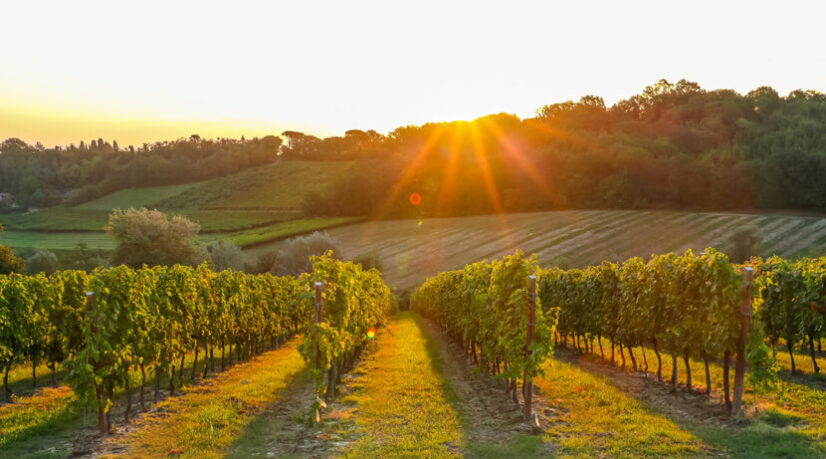 Investir dans un Domaine Viticole grâce au GFV