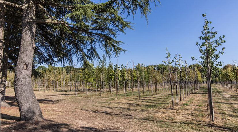 500 arbres “adoptés” par les Val-de-Marnais
