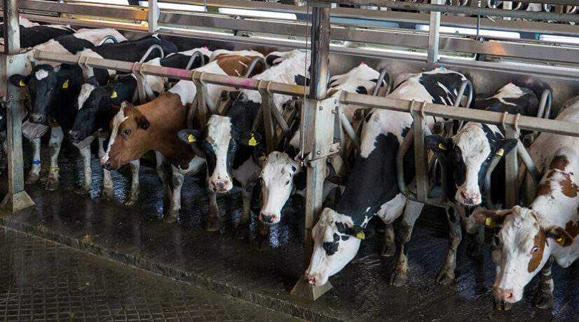 La trop performante agriculture néerlandaise